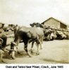 Oxen and Tanks Near Pilsen, Czech., June 1945