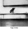 Fidget, 49-Med
